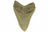 Fossil Megalodon Tooth - North Carolina #219937-2